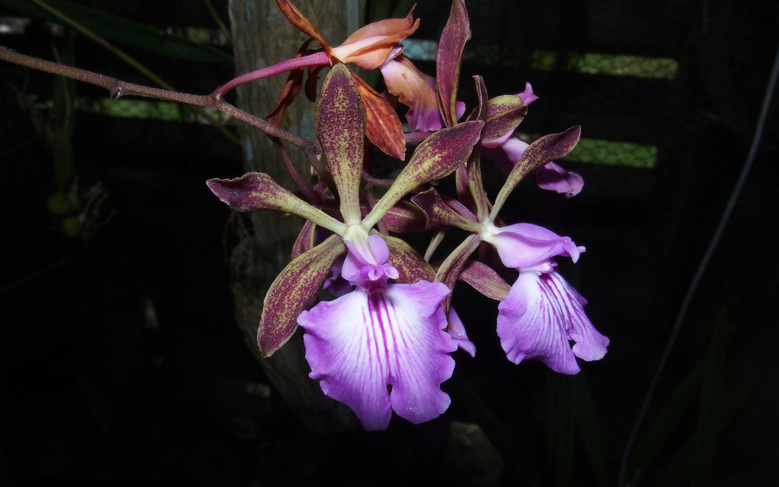 Schoko-Orchidee